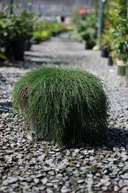 Image result for Casuarina glauca