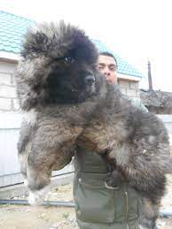 Caucasian Shepherd Dogg Caucasian Mountain Dog Caucasian Shepherd Dog Shepherd Puppies