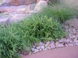 San Marcos Growers Products Plants Another Image Front Yard Plants Plants Drought Tolerant Garden