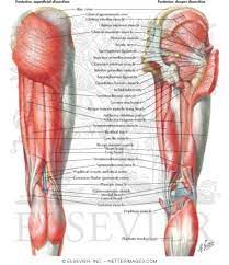 Muscles located at the side of the hip, which include the gluteus medius, piriformis, and hip external rotator muscles contribute greatly to the well being of your lower back, as well as your posture.when these muscles get tight, as they often do, you may find that along with hip pain, your lower back hurts—but you can't figure out why. Muscles Of Back Of Hip And Thigh Muscles Of Hip And Thigh Posterior Views