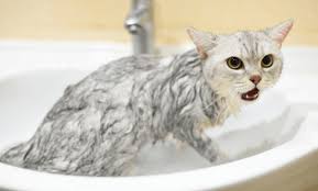 Check spelling or type a new query. Daftar Harga Harga Grooming Kucing Terbaru 2021 Lengkap