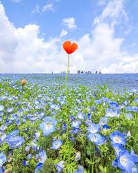 Though none of us will be able to enjoy the baby blue view in person this year, at least the flowers are still intact and weren't razed like another japanese tulip field. Japan Travel One Of Our Springtime Favorites Are Nemophila Or Baby Blue Eyes And At Ibarak Alo Japan