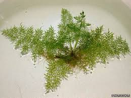 Image result for Ceratopteris