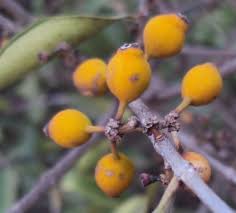 Image result for Memecylon myrianthum