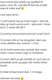 Cara mudah tanam daun sup. Tak Perlu Tunggu Berbulan Tanam Saja Daun Sup Sendiri Guna 3 Kaedah Power Ini Kisah Dunia