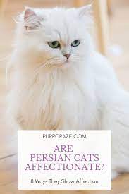 Are Persian Cats Affectionate 8 Ways They Show Affection Purr Craze