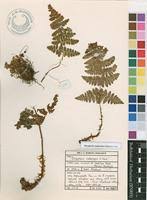 Image result for Dryopteris antarctica