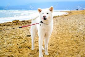 Check spelling or type a new query. White Japanese Akita Dog On The Beach Near The Sea Stock Photo Picture And Royalty Free Image Image 61625504