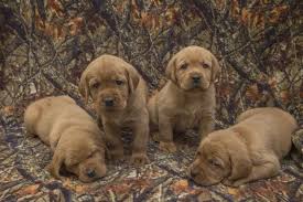 We did not find results for: Teaka Okie S Puppies Four Weeks Old Balsam Branch Kennel Wisconsin Fox Red Lab Puppies For Sale 2018 Lab Puppies Puppies Fox Red Lab Puppies