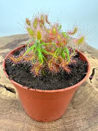 Image result for Drosera