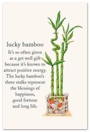 Pin By Pia On Roses Gul Plant Trees Symbols And Meanings Flower Quotes Flower Meanings