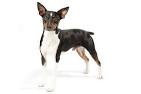 Rat Terrier Dog Breed Information - American Kennel Club