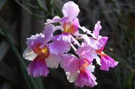 33856d1247838323 Vanda Miss Joaquim My Orchid Photos 856 Jpg 1 024 681 Pixels Orchid Flower Orchids Flowers