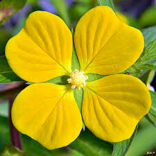 Image result for Ludwigia octovalvis