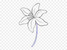 How to draw marigold step by step tutorial | flower outline drawing | flower drawing with oil pastelin this drawing tutorial you can learn how to draw a mari. Lily Flower Drawing Easy Hd Png Download Vhv