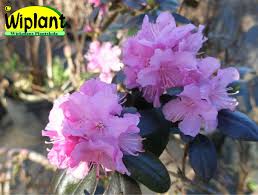 Rhododendron Dauricum Kustavi Azalea Hojd 1 1 2 M Zon Iv Rhododendron Azaleas Kustavi