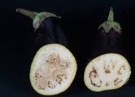 What S Wrong With My Plant Garden University Of Minnesota Extension
