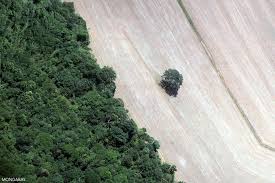 In 1965, brazil created and passed its first forest code, a law requiring landowners in the in its roots, the forest code is a stringent law that should ensure our world's largest rainforest is protected. Amazon Destruction