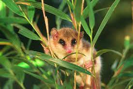 This is a video tutorial on how to fill out your paper march mammal madness bracket. Monito Del Monte Project Zoo Wiki Fandom