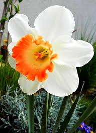 Narcissus Chromacolor Photo Narcissus December Flower Daffodils