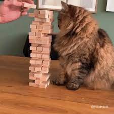 Cat Funny Cat Animals Reactions Mood Gifs New Year 2020 Viral Tweets New Gif On Giphy Funny Cats Cat Day Pet Backpack Carrier