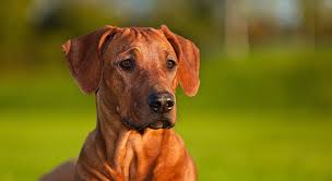 Image result for rhodéský ridgeback