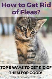 How To Get Rid Of Fleas In Your Home Top 5 Ways To Get Rid Of Them For Good Clean Classy Fleas On Kittens Cat Has Fleas Cat Fleas