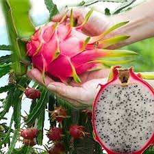 Select a columnar cactus to cut. Royal Land Dragon Fruit Plant Cuttings Red Skinned And White Fleshed Pitaya Hylocereus Polyrhizus 1 Cutting Amazon In Garden Outdoors