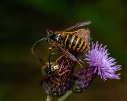 Image result for Hyppa rectilinea