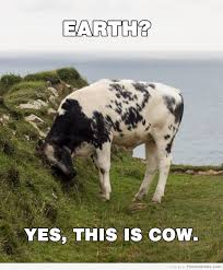 Moo Thinknsmile Com Cows Funny Cow Meme Happy Memes