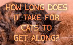 They might take no time or they may take 2 3 days or even more accept the fact that the other one is here. How To Tell If Two Cats Are Bonded With Each Other Catwiki