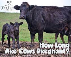 How Long Are Cows Pregnant My Fearless Kitchen