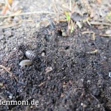 Die forschung an asseln boomt. Kellerasseln Gartenmoni Altes Wissen Bewahren