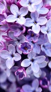 Purple Flowers Iphone Background Purple Flowers Wallpaper Flower Backgrounds Purple Flower Background