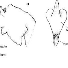 Image result for Liparis odontochilos