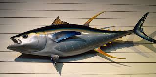 Ikan aya atau tongkol kerai mengawan secara berkumpulan. Inilah Perbedaan Ikan Tuna Tongkol Dan Cakalang Semua Halaman Bobo