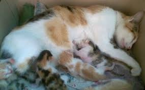 Tafsir mimpi kucing beranak tersebut merupakan suatu pertanda yang dapat kita jadikan sebagai pertimbangan dalam melangkah dan menentukan tindakan yang tepat dimasa depan arti mimpi kucing melahirkan banyak anak menandakan adanya campur tangan orang lain dalam urusan kita. Bagaimana Mengatasi Kucing Beranak Di Dalam Kardus