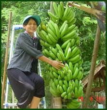 Buah pisang adalah salah satu buah yang memiliki banyak akan manfaat. Resepi Agar Agar Bunga Jalan Kutai B