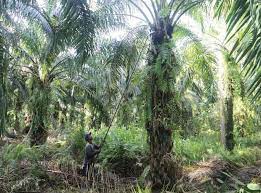 Perkebunan kelapa sawit pertama dibangun di rendahnya mutu minyak sawit sangat ditentukan oleh banyak faktor. Dampak Covid 19 Pada Bisnis Perkebunan Sawit