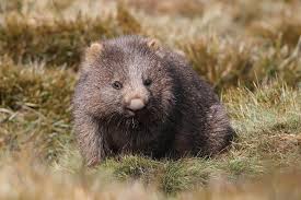 Image result for Common wombat