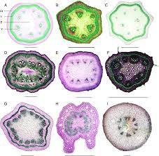 Image result for Aristolochia triactina