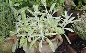 Griechischer Bergtee Teepflanze Mit Heilwirkung In 2020 Pflanzen Topfgarten Heilpflanzen