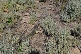 If you know there are rattlesnakes around, wear strong leather boots! Cactus Beach Not A Surfing Safari