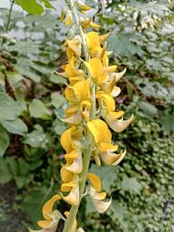 Image result for Crotalaria parvula