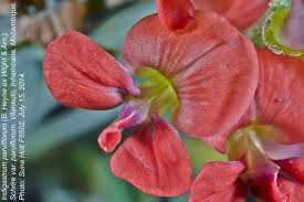 Image result for Indigastrum parviflorum