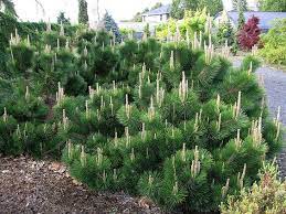 We did not find results for: Pinus Thunbergii Thunderhead Kiefer Nursery Trees Shrubs Perennials