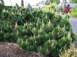 We did not find results for: Pinus Thunbergii Thunderhead Kiefer Nursery Trees Shrubs Perennials