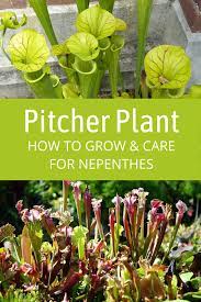 Pitcher Plant Care Learn How To Grow Nepenthes Plant Care Houseplant Pitcher Plant Care Pitcher Plant