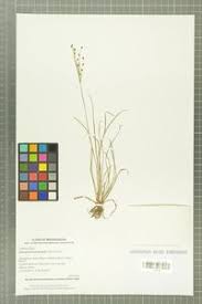 Image result for Actinoschoenus