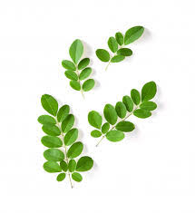 Kelor atau moringa oleifera adalah tumbuhan yang kaya akan nah, jika anda ingin mengkonsumsi daun kelor sebagai obat herbal, begini cara yang benar dalam mengolah daun kelor agar manfaatnya optimal. E Laporan Penyuluh Diy V2 Read Berita